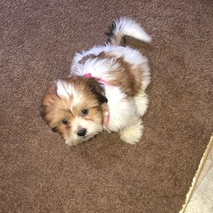 Meet your Posher, Jessica